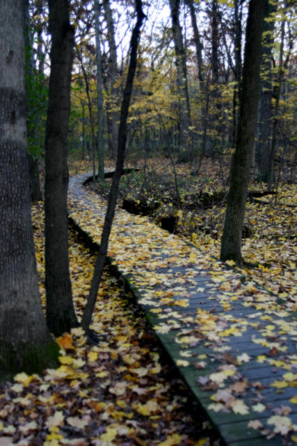 Waldpfad im Herbst